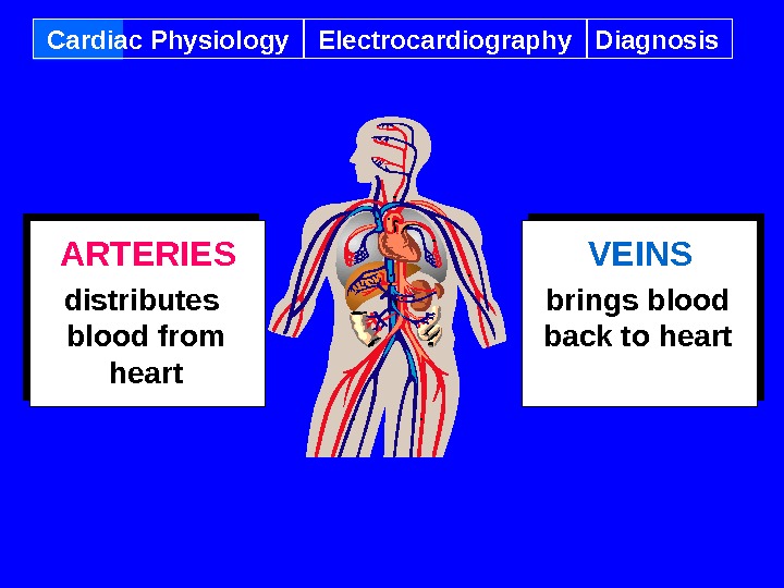 Cardiac Physiology Electrocardiography Diagnosis ARTERIES distributes  blood from heart VEINS brings blood back to heart