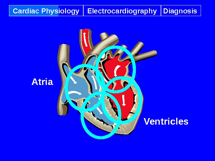 Cardiac Physiology Electrocardiography Diagnosis Atria Ventricles 