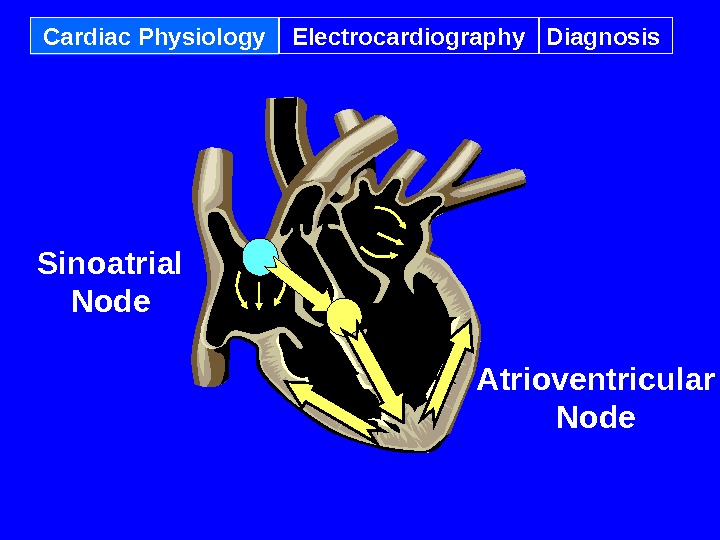 Cardiac Physiology Electrocardiography Diagnosis Sinoatrial Node Atrioventricular Node 