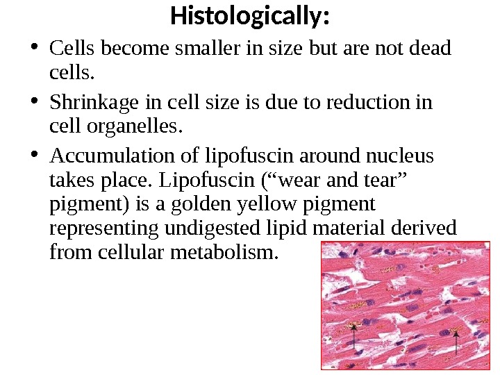 Histologically:  • Cells become smaller in size but are not dead cells.  • Shrinkage