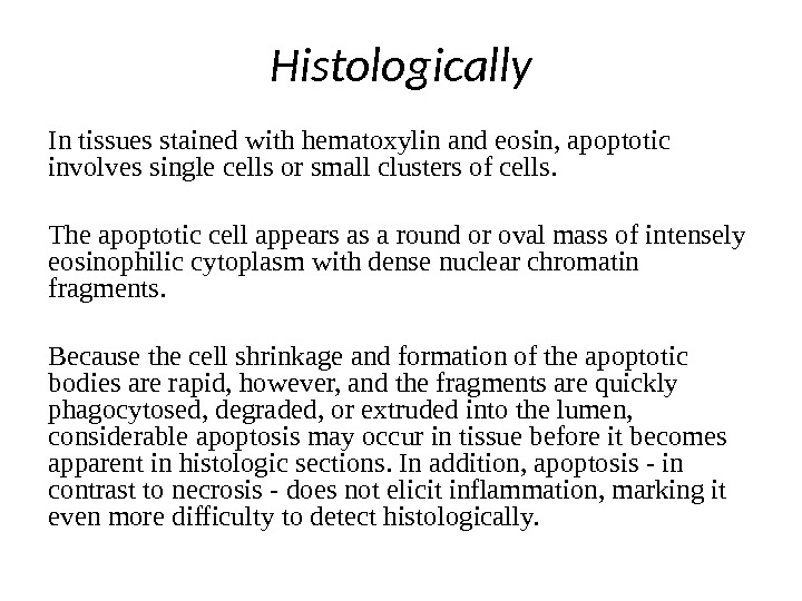 Histologically I n tissues stained with hematoxylin and eosin, apoptotic involves single cells or small clusters