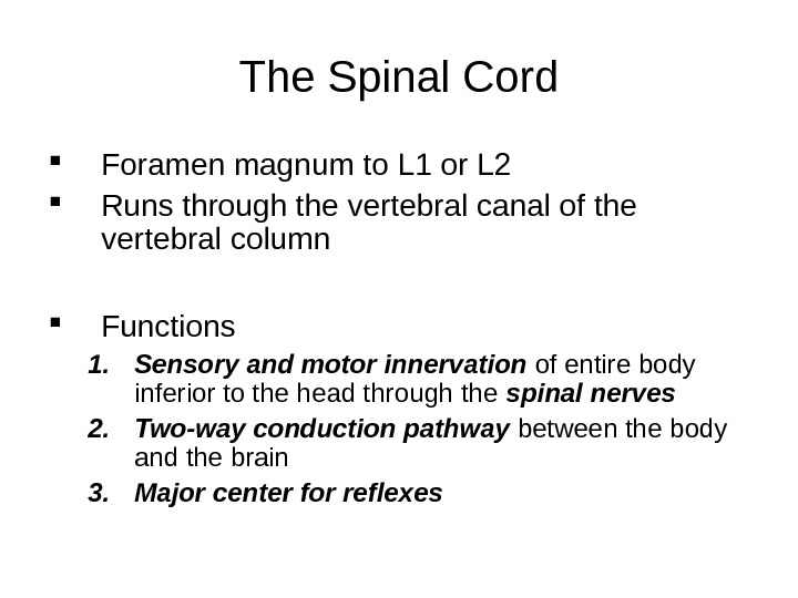 The Spinal Cord Foramen magnum to L 1 or L 2  Runs through the vertebral