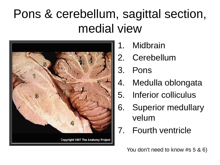 Pons & cerebellum, sagittal section,  medial view 1. Midbrain 2. Cerebellum 3. Pons 4. Medulla