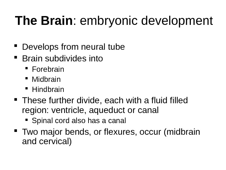 The Brain : embryonic development Develops from neural tube Brain subdivides into  Forebrain Midbrain Hindbrain