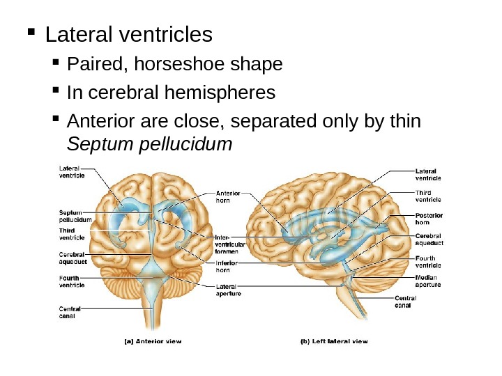  Lateral ventricles Paired, horseshoe shape In cerebral hemispheres Anterior are close, separated only by thin
