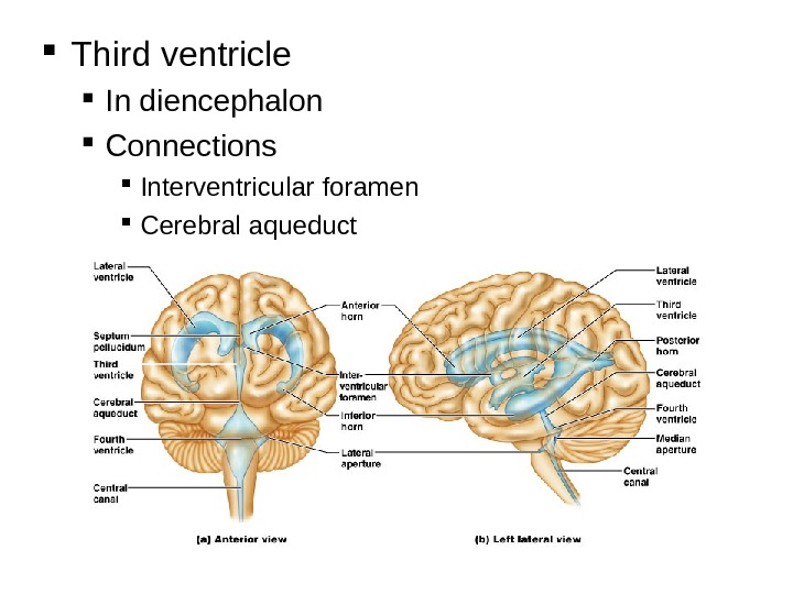  Third ventricle In diencephalon Connections Interventricular foramen Cerebral aqueduct 
