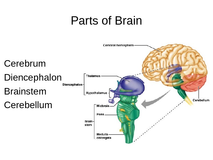 Parts of Brain Cerebrum Diencephalon Brainstem Cerebellum 