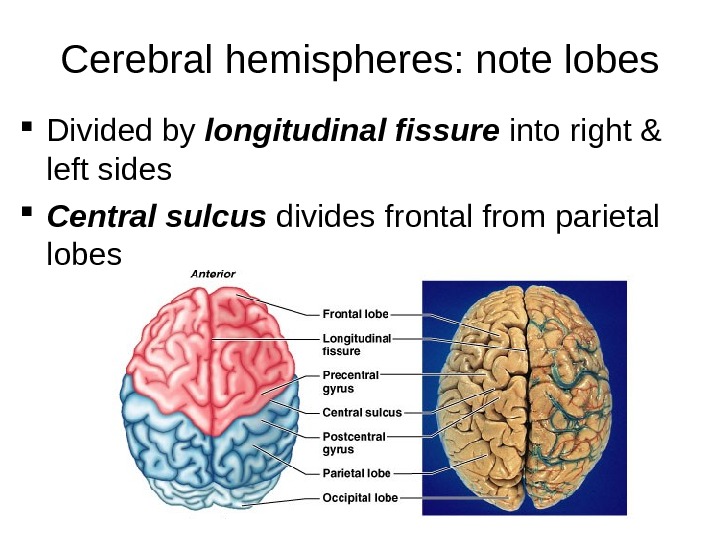Cerebral hemispheres: note lobes Divided by longitudinal fissure into right & left sides Central sulcus divides