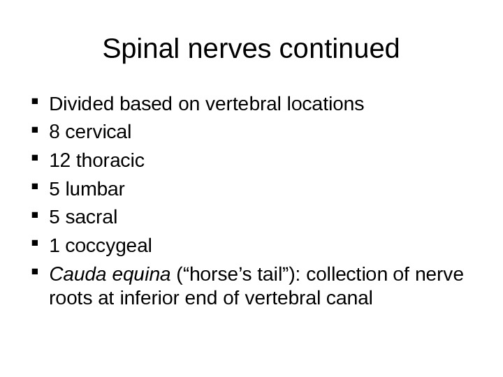 Spinal nerves continued Divided based on vertebral locations 8 cervical 12 thoracic 5 lumbar 5 sacral