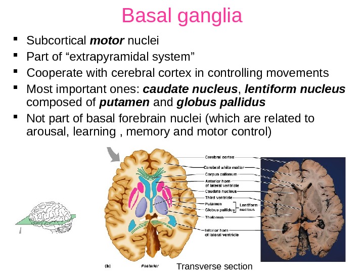Basal ganglia Subcortical motor nuclei Part of “extrapyramidal system” Cooperate with cerebral cortex in controlling movements