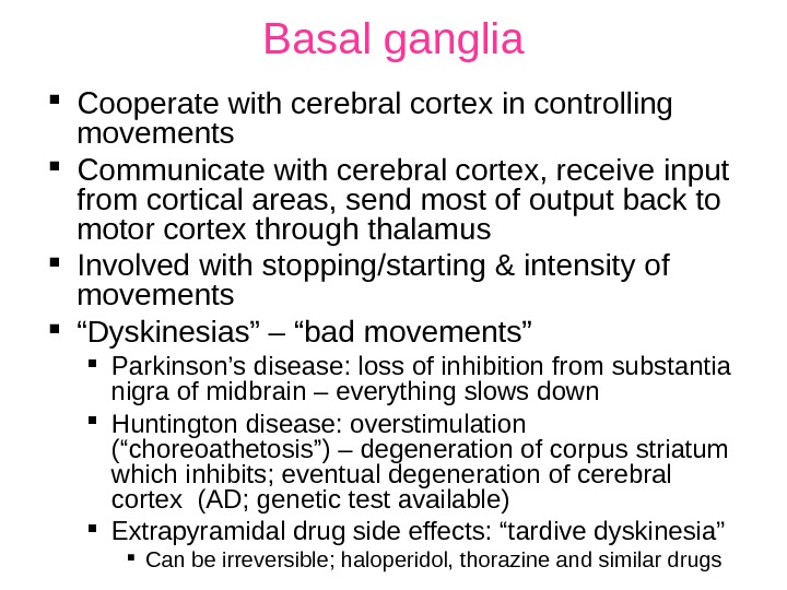 Basal ganglia Cooperate with cerebral cortex in controlling movements Communicate with cerebral cortex, receive input from