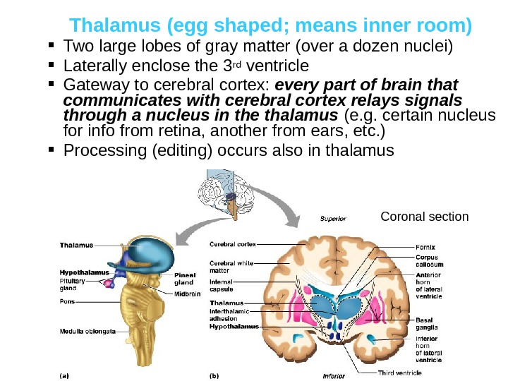 Thalamus (egg shaped; means inner room) Two large lobes of gray matter (over a dozen nuclei)