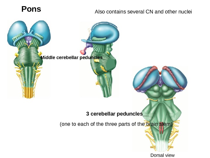 __Middle cerebellar peduncles _Pons 3 cerebellar peduncles__ Also contains several CN and other nuclei (one to