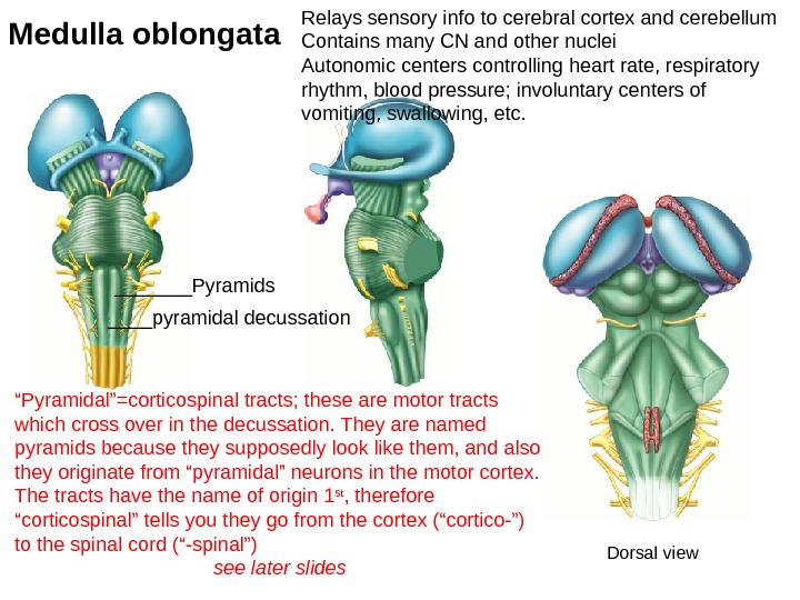 Medulla oblongata Relays sensory info to cerebral cortex and cerebellum Contains many CN and other nuclei