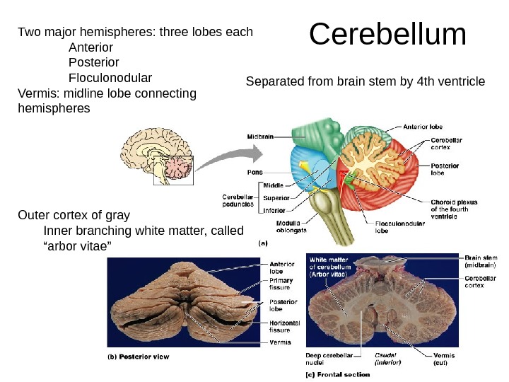 Cerebellum Two major hemispheres: three lobes each Anterior Posterior Floculonodular Vermis: midline lobe connecting hemispheres Outer