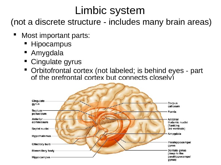 Limbic system (not a discrete structure - includes many brain areas) Most important parts:  Hipocampus