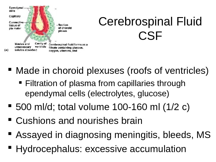 Cerebrospinal Fluid CSF Made in choroid plexuses (roofs of ventricles) Filtration of plasma from capillaries through