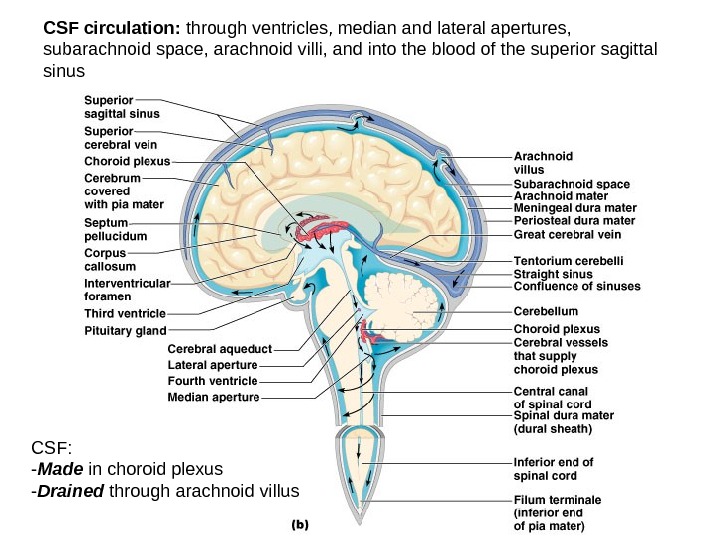 CSF circulation:  through ventricles, median and lateral apertures,  subarachnoid space, arachnoid villi, and into