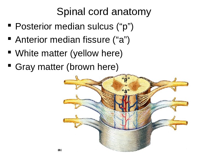 Spinal cord anatomy Posterior median sulcus (“p”) Anterior median fissure (“a”) White matter (yellow here) Gray