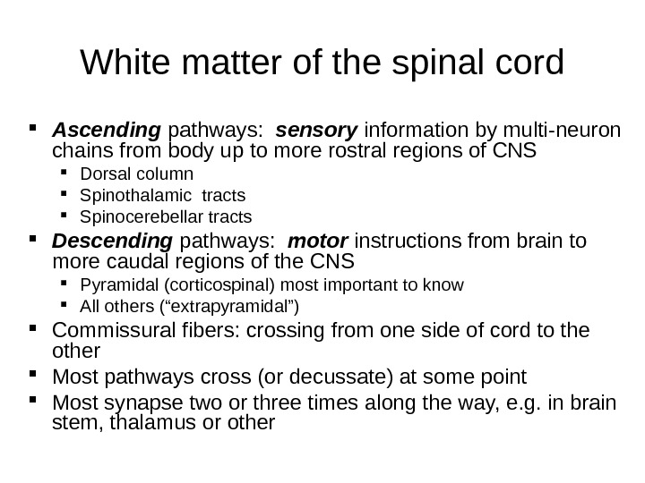 White matter of the spinal cord Ascending pathways:  sensory information by multi-neuron chains from body