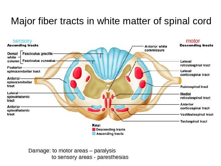 Major fiber tracts in white matter of spinal cord Damage: to motor areas – paralysis 