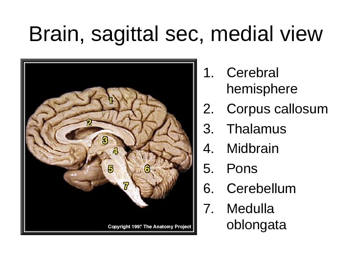 Brain, sagittal sec, medial view 1. Cerebral hemisphere 2. Corpus callosum 3. Thalamus 4. Midbrain 5.