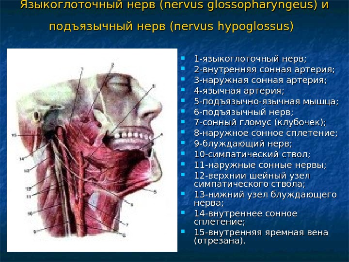   Языкоглоточный нерв (nervus glossopharyngeus) и подъязычный нерв (nervus hypoglossus) 1 -языкоглоточный нерв;  2