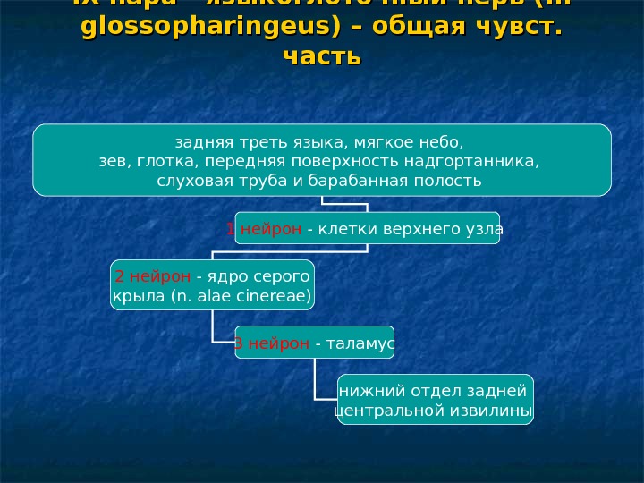   IX пара - языкоглоточный нерв (n.  glossopharingeus) – общая чувст.  часть задняя