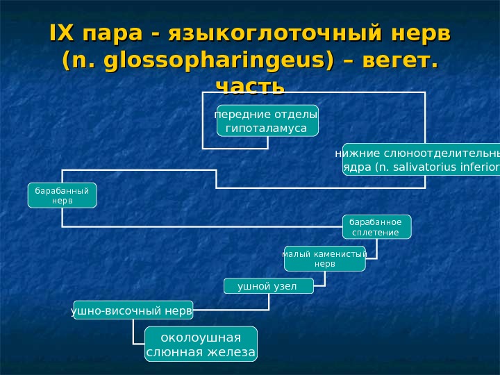   IX пара - языкоглоточный нерв (n. glossopharingeus) – вегет.  часть передние отделы гипоталамуса