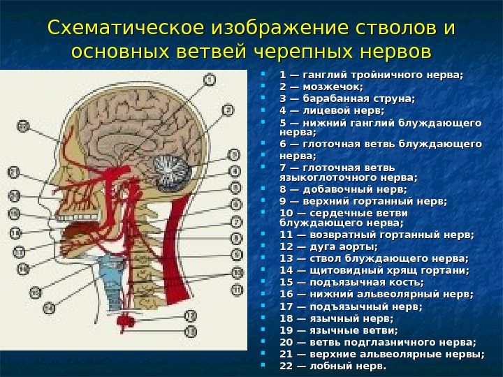   Схематическое изображение стволов и основных ветвей черепных нервов 1 — ганглий тройничного нерва; 