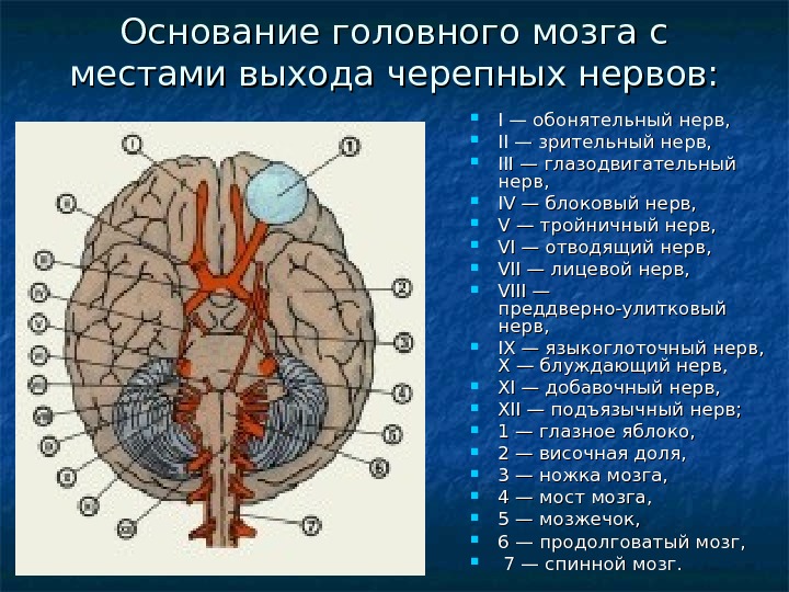   Основание головного мозга с местами выхода черепных нервов:  I — обонятельный нерв, 