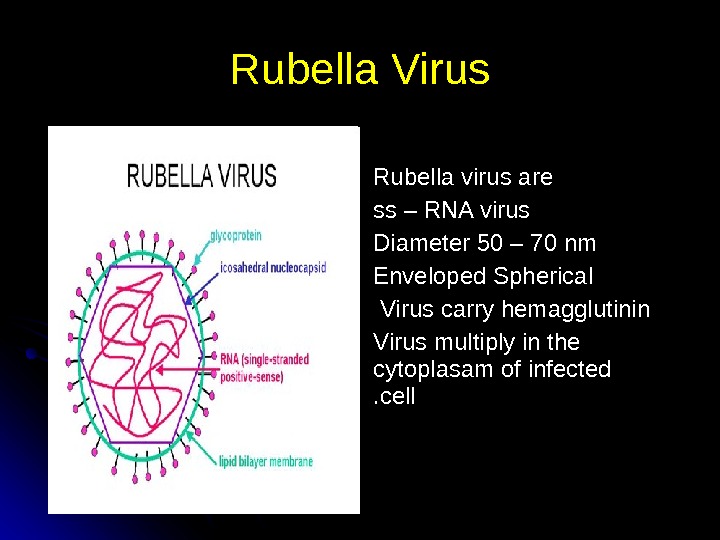   Rubella Virus Rubella virus are  ss – RNA virus  Diameter 50 –