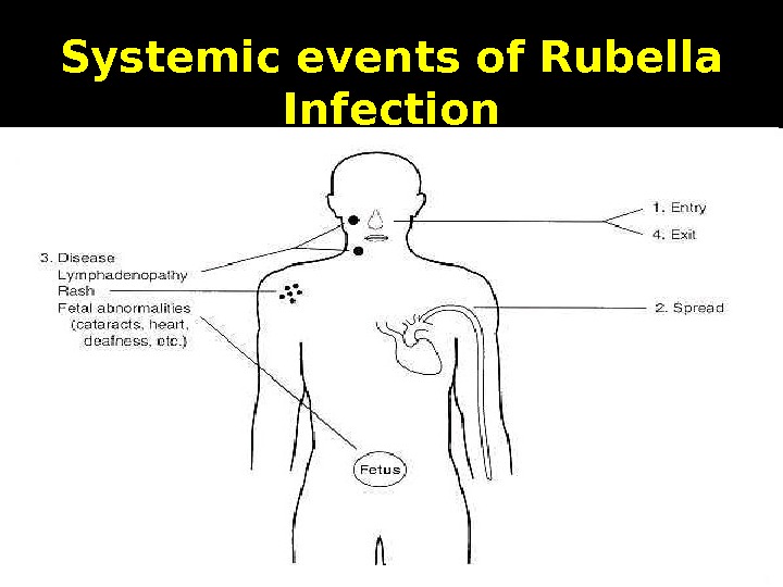   Systemic events of Rubella Infection 