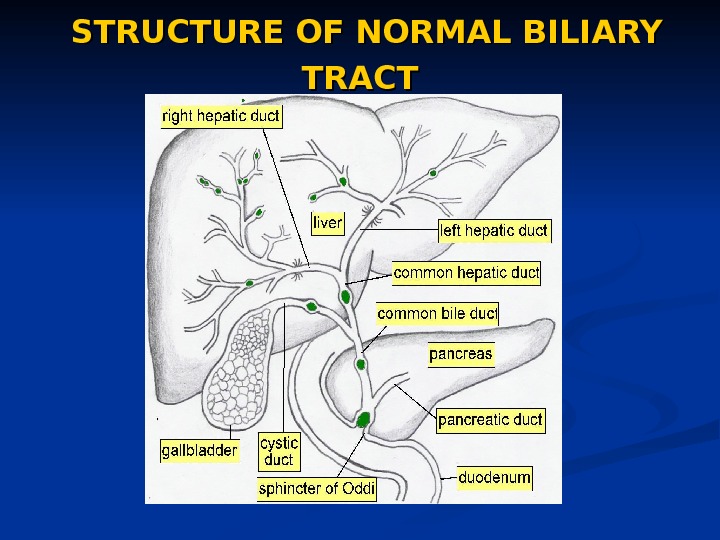 STRUCTURE OF NORMAL BILIARY TRACT  