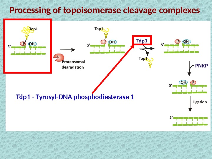 Processing of topoisomerase cleavage complexes Tdp 1 - Tyrosyl-DNA phosphodiesterase 1 