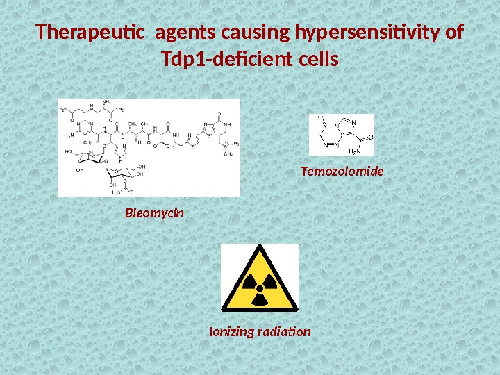 Therapeutic agents causing hypersensitivity of Tdp 1 -deficient cells Bleomycin Temozolomide Ionizing radiation 