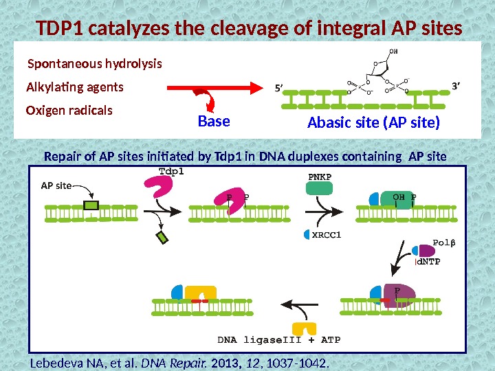 TDP 1 catalyzes the cleavage of integral AP sites Alkylating agents Spontaneous hydrolysis Oxigen radicals Abasic