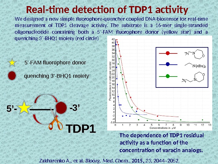 Real-time detection of TDP 1 activity Zakharenko A. , et al.  Bioorg. Med. Chem. ,