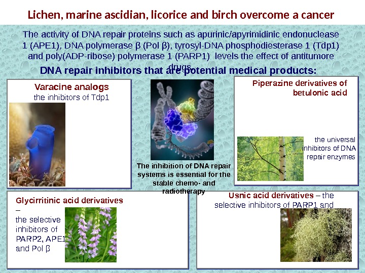 Lichen, marine ascidian, licorice and birch overcome a cancer Piperazine derivatives of betulonic acid. Varacine analogs