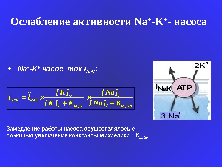   Ослабление активности  Na + -K + - насоса o i Na. K o