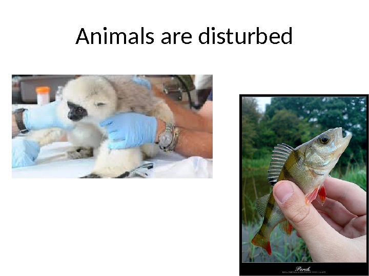 Animals are disturbed 