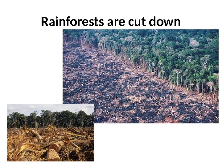 Rainforests are cut down 
