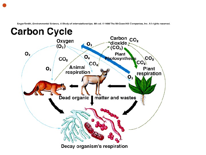  Respiration breaks down sugars releasing CO 2  and water back into the atmosphere. 