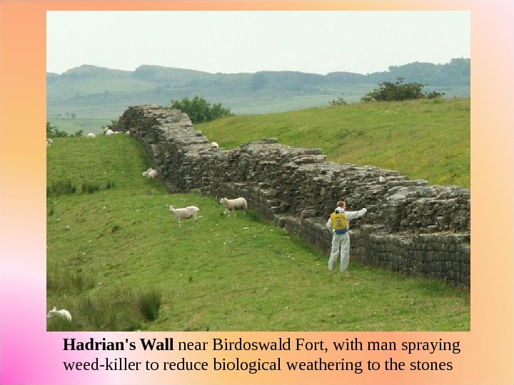  Hadrian's Wall near Birdoswald Fort, with man spraying weed-killer to reduce biological weathering to the