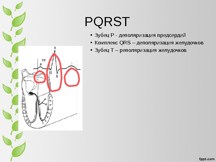 PQRST • Зубец P - деполяризация предсердий • Комплекс QRS – деполяризация желудочков • Зубец T