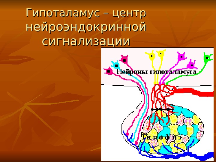 Гипоталамус – центр  нейроэндокринной сигнализации 