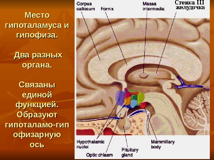 Место гипоталамуса и гипофиза.  Два разных органа. Связаны единой функцией. Образуют гипоталамо-гип офизарную осьось 