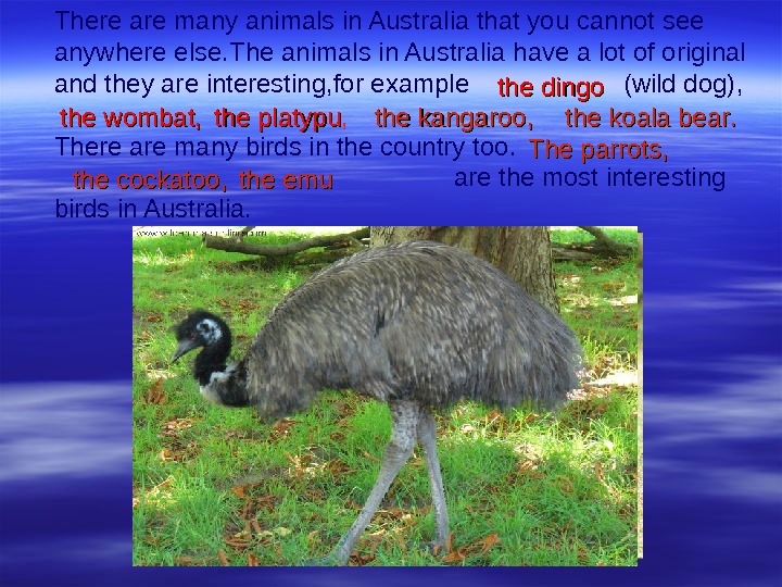 There are many animals in Australia that you cannot see anywhere else. The animals in Australia