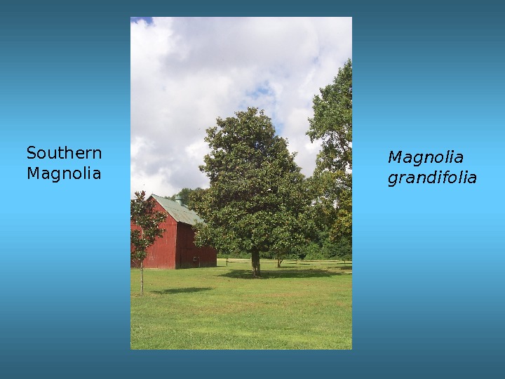 Southern Magnolia grandifolia 