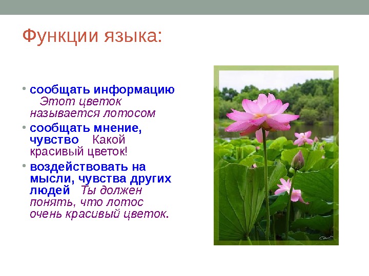 Функции языка:  • сообщать информацию  Этот цветок называется лотосом • сообщать мнение,  чувство
